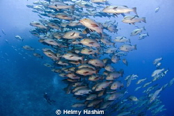 Snapper fish , ras Mohamed , egypt . by Helmy Hashim 
